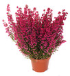 Photo: pot of heather pot of heather