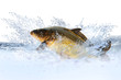 Fische 9
