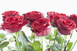 rote Rosen