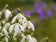 Frühlingsblumen. Schneeglöckchen (Galanthus).