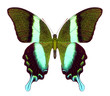 brilliance butterfly