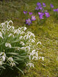 Frühlingsblumen. Schneeglöckchen (Galanthus), Krokus (Crocus).