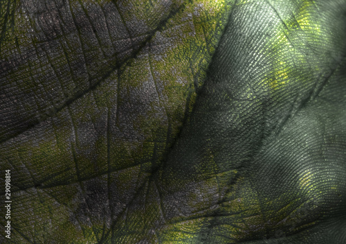 Photo: palm palm