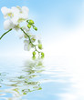 Beautiful white orchid flowers reflected in water Beautiful white orchid flowers reflected in water