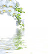 Beautiful white orchid flowers reflected in water Beautiful white orchid flowers reflected in water