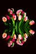 Tulpen mit Spiegeleffekt