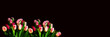 Tulpen mit Textfreifraum