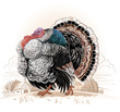 Vector: Turkey-cock Turkey-cock