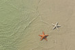 Couple of starfish on a tropical beach, tide coming in