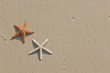 Couple of starfish on a tropical beach