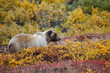 Foto: Grizzly Denali National Park Grizzly Denali National Park