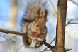 Red squirrel.