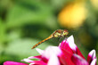 Libelle