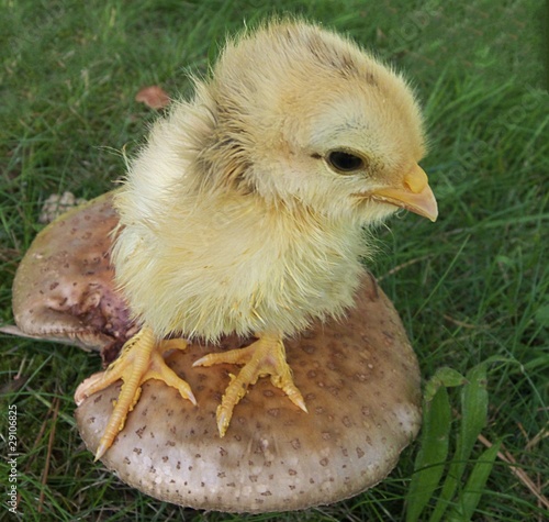 Foto: küken küken