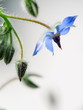 Common borage flower