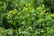 ruta graveolens pianta medicinale
