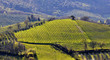 Vineyard in Tuscany in spring, Italy Vineyard in Tuscany in spring, Italy