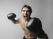 Boxer
