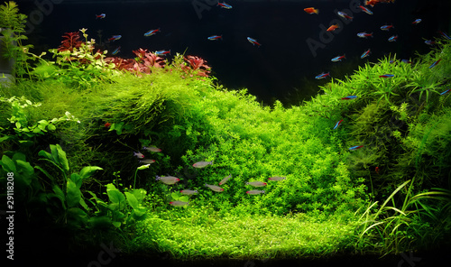 Photo: Nature freshwater aquarium in Amano style with little characins Nature freshwater aquarium in Amano style with little characins