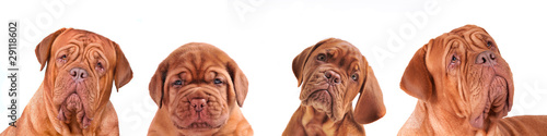 Dogue+de+bordeaux+puppies+for+sale+in+kentucky