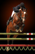 Photo : Show jumping
