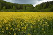 Rapsfeld am Wanderweg