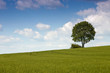 Ökolandschaft mit Baum