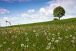 Schöne Landschaft