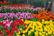 Beautiful tulip at Chiangrai Beautiful tulip at Chiangrai