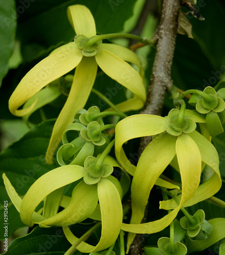 Photo: Fleurs d'ylang ylang a maturité Fleurs d'ylang ylang a maturité