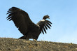 Condor