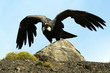 canvas print picture - Condor