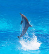 Bottlenose dolphin
