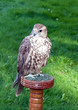 Falcon