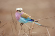 Lilac breasted roller in thorn bush Lilac breasted roller in thorn bush