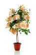 Money tree.