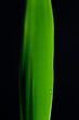 Leaf, Blatt, Tropfen