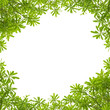 Green leaves frame on white background Green leaves frame on white background