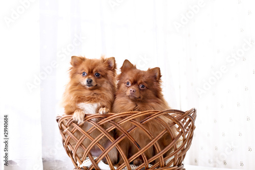 Photo: 犬 犬
