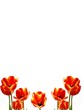 Tulip border