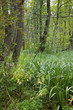Marshland plant Acorus Calamus in stand