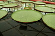 Water lily
