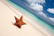 Red starfish on a sand beach Red starfish on a sand beach