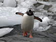 Gentoo Penguin