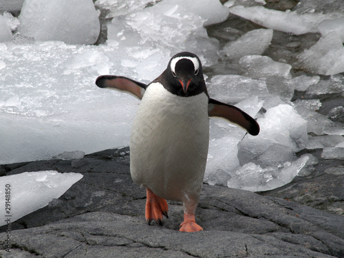 Photo: Gentoo Penguin Gentoo Penguin