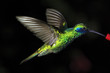 Colibri