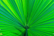 Green leaf texture