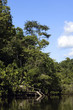 Way into the Amazon