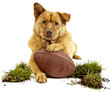 Dog with football Dog with football