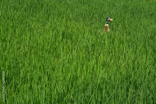 Photo: Rice Paddy Duck Rice Paddy Duck
